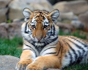 Big Tiger Cub