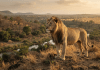 World Lion Day 2026: இந்தியாவில் சிங்கங்களின் எண்ணிக்கை எவ்வளவு? முக்கிய தகவல்கள்