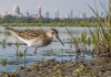 டெல்லியில் அரிய Sharp-tailed Sandpiper பறவை கண்டுபிடிப்பு – முக்கியத்துவம் என்ன?